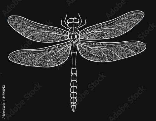 Elegant dragonfly illustration in black and white woodcut style