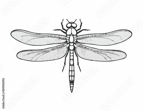 Elegant dragonfly illustration in black and white woodcut style