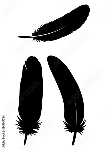 Feather vector, vector of bird feather, bird feather creative vector art, vector of bird feather illustration