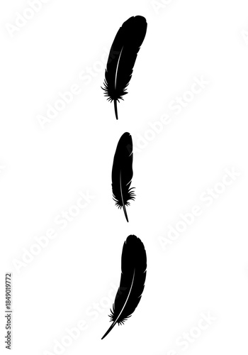 Feather vector, vector of bird feather, bird feather creative vector art, vector of bird feather illustration