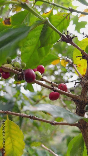 Ripe Red Coffee Cherries on Branch