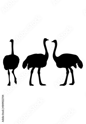 Ostrich vector, ostrich bird silhouette illustration, collection vector of ostrich bird, ostrich bird isolated on white