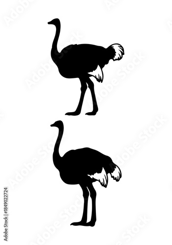 Ostrich vector, ostrich bird silhouette illustration, collection vector of ostrich bird, ostrich bird isolated on white