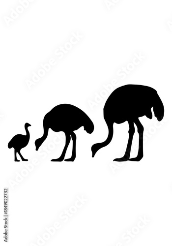 Ostrich vector, ostrich bird silhouette illustration, collection vector of ostrich bird, ostrich bird isolated on white