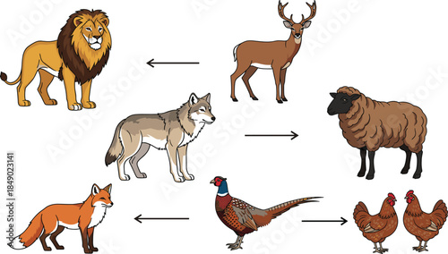 Vector illustration depicting wildlife and livestock food chain relationships featuring a lion, wolf, fox, deer, sheep, and chickens with directional arrows.