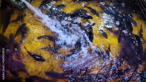 The water flows rapidly out of the pipe into a small pool which creates a swirling water pattern producing water foam in which fish are swimming.