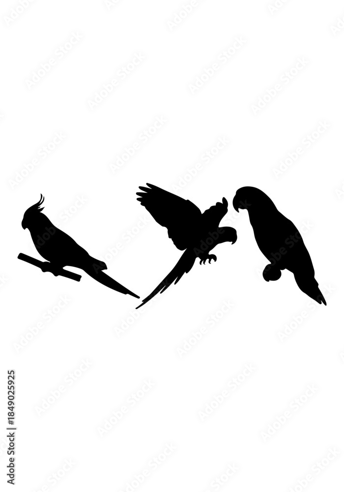Obraz premium Parrot bird animal vector, parrot animal creative art, parrot silhouettes, parrot vector design isolated