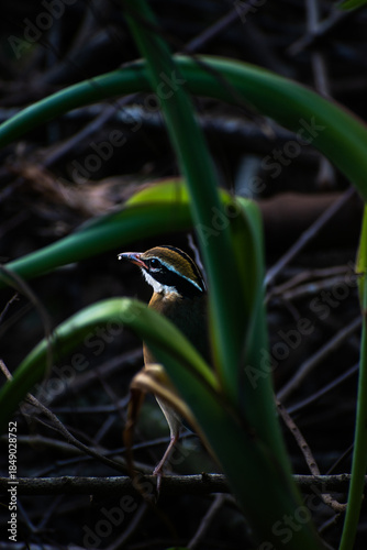 Indian Pitta: A Feathered Gem