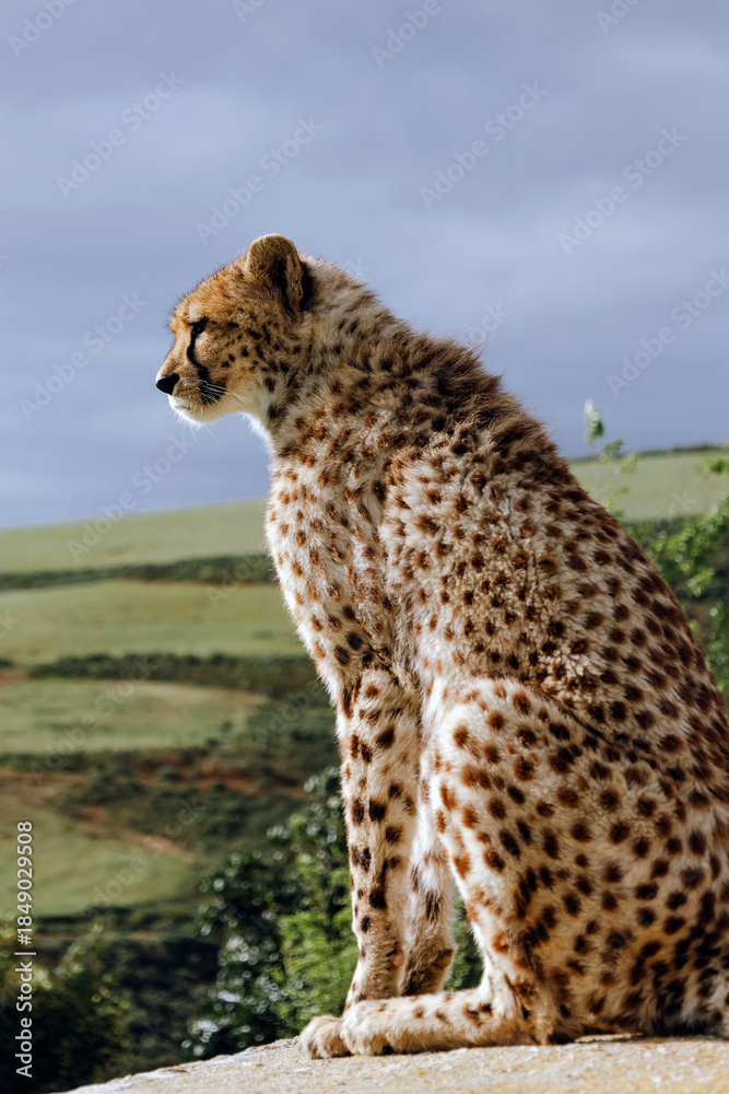 Fototapeta premium Cheetah sitting on rock, looking over grassy landscape.