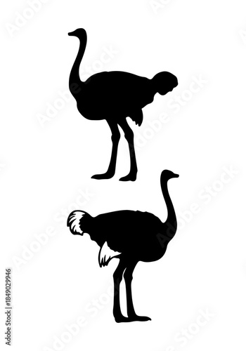 Ostrich bird silhouette vector, Set of ostrich collection vector art, ostrich animal isolated on white background