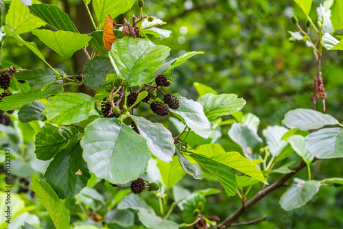 Tableau sur toile Green and brown alder cones, alder catkins and green leaves