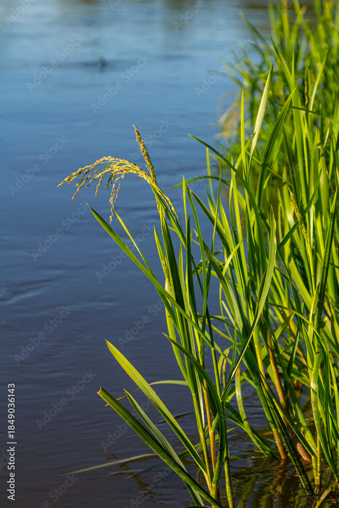 Obraz premium On the banks of the river and in the water, the forage grain Glyceria maxima grows