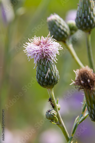 Creeping thistles in a summer meadow