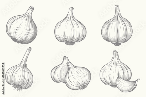 Hand Drawn Garlic Bulbs Illustration set. Vintage style garlic doodle for creative design. Organic Food Garden Element. Farm Fresh Produce Vector Art. eps 10