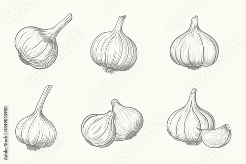 Hand Drawn Garlic Bulbs Illustration set. Vintage style garlic doodle for creative design. Organic Food Garden Element. Farm Fresh Produce Vector Art. eps 10