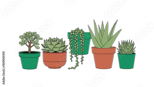 Collection of Various Succulent Plants in Pots.