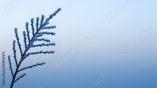 Minimalist winter nature background with frost covered branch isolated on blue gradient sky for seasonal design