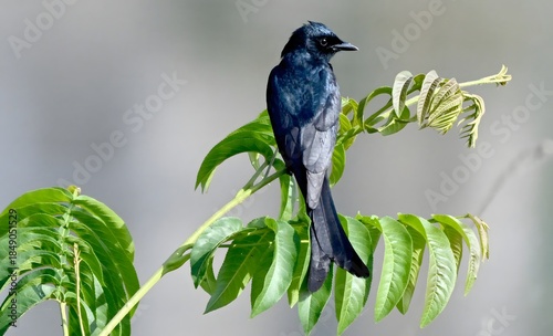 Billede på lærred Black Jay Bird Perched on Green Branches in Wetland Park