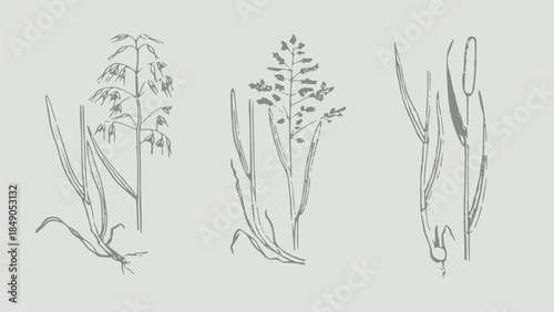 Hand-Drawn Botanical Illustrations of Various Grasses and Reeds