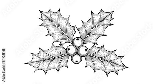 Holly botanical illustration featuring spiny evergreen leaves and clustered berries rendered in a detailed black and white line drawing.