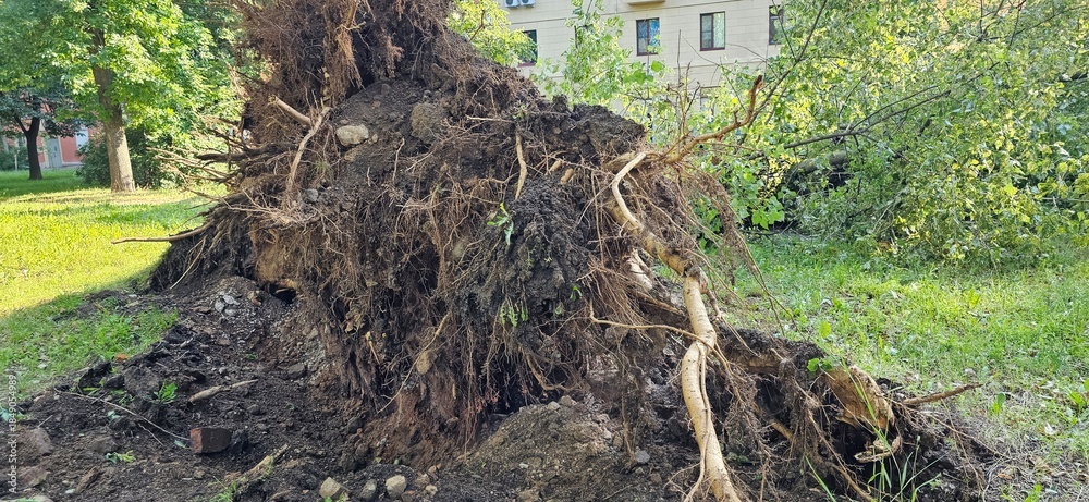 Fototapeta premium Uprooted tree roots after hurricane in city park
