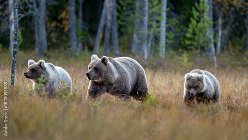 Femelle ours avec deux oursons qui progressent dans la forêt boréale de Laponie en Finlande à l'automne