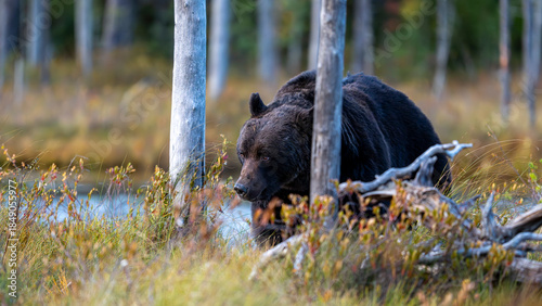 Ours brun solitaire dans la forêt boréale de Laponie en Finlande à l'automne