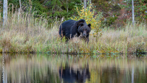 Ours brun solitaire dans la forêt boréale de Laponie en Finlande à l'automne