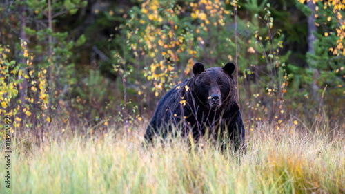 Ours brun solitaire dans la forêt boréale de Laponie en Finlande à l'automne