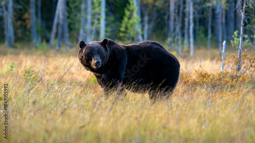 Ours brun solitaire dans la forêt boréale de Laponie en Finlande à l'automne