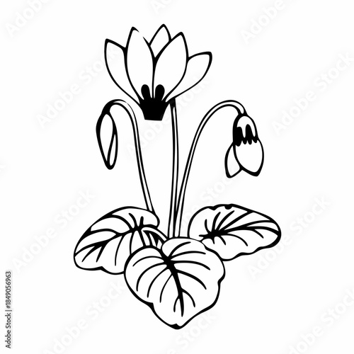 Tableau sur toile minimal cyclamen line art flower on white background