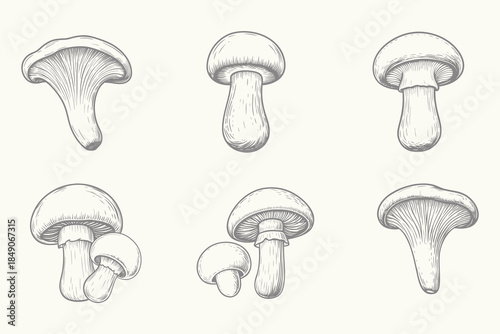 Vintage Forest mushrooms sketch illustration. engraving style mushroom set. Healing plants drawings. Alternative medicine sketches. Eps 10