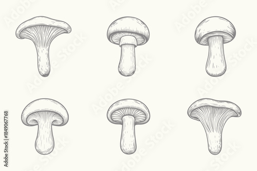 Hand drawn edible mushrooms collection set for creative design. Healing plants drawings. Alternative medicine sketches. Vector illustration. Eps 10