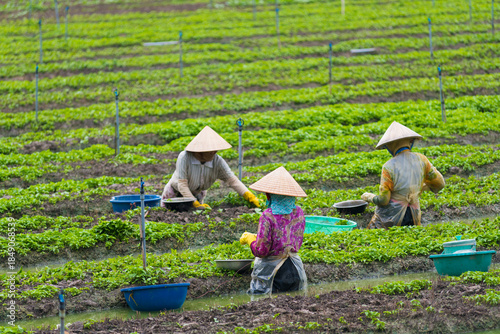 vietnamese women work at mint plantation