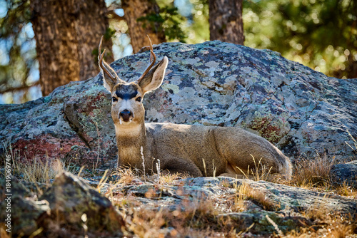 Male Mule Deer laying by a rocky outcropping at Rock Mountain National Park, CO.