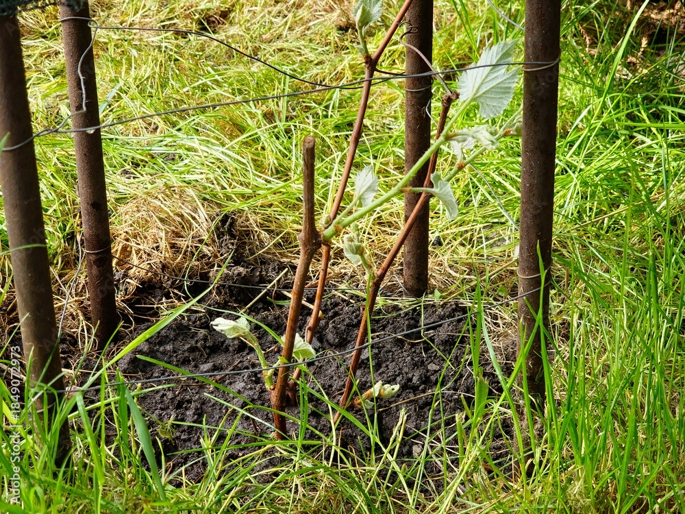 Fototapeta premium Grape cuttings sprouted and planted in the ground. Preparing for vineyard expansion. Germination of vines. The process of rooting vines before planting in the ground.