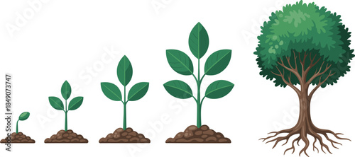 Plant growth stages vector illustration from sprout to tree for biology, environment, and educational lifecycle themes.