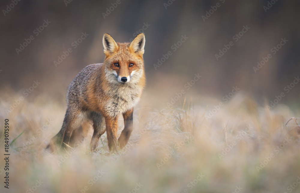 Fototapeta premium Red Fox ( Vulpes vulpes ) close up