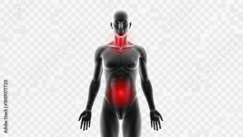Human body with highlighted red pain areas on neck and abdomen