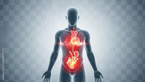 Human body with glowing red digestive system and organs