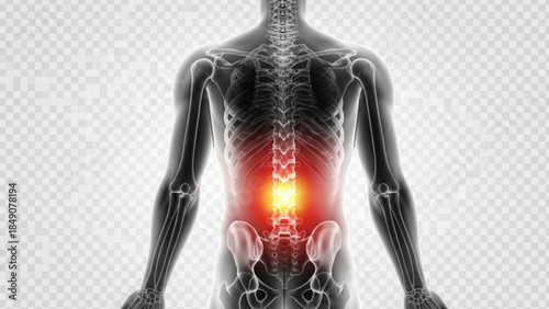 Human skeleton with highlighted lower back pain area