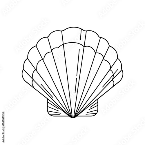 Detailed Line Art of a Scallop Shell.