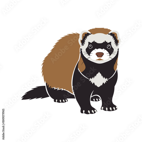 Illustration of a cute ferret standing on a white background.