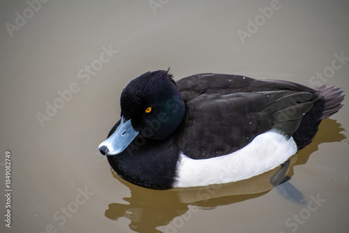 A male Tufted duck on the water.