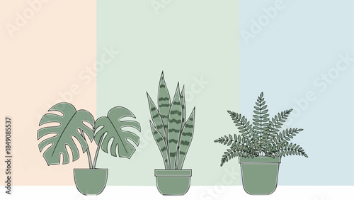 Three potted houseplants including a monstera snake plant and fern.