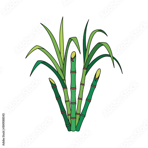 Colorful sugar cane plant vector art illustration