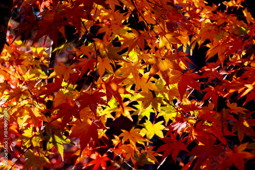 The beauty of maple leaves changing color in autumn.