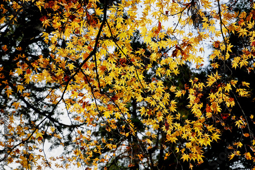 The beauty of maple leaves changing color in autumn.