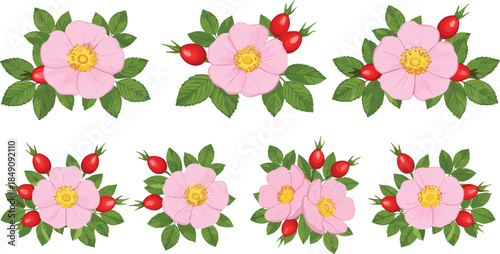 Set of pink wild rose blossoms and red rose hip berries with green leaves isolated on white background.
