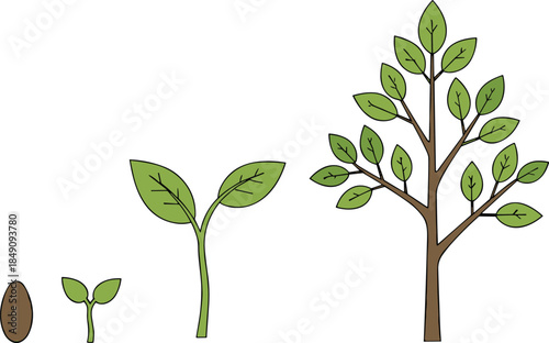 Plant life cycle stages illustration, seed to tree growth process, botanical development concept, nature education infographic design